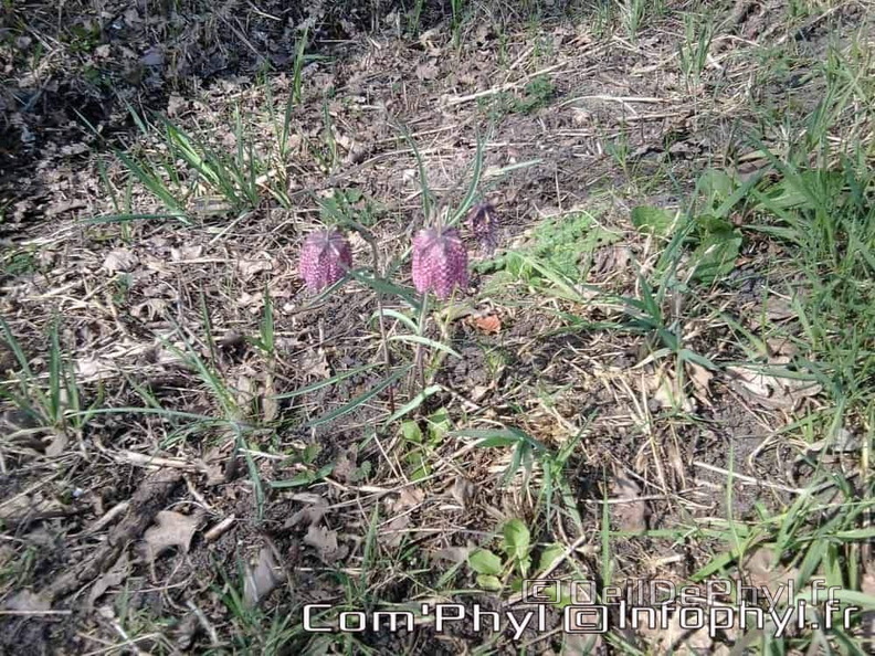 Pdj : 27 février 2022 - Fleurs sauvages