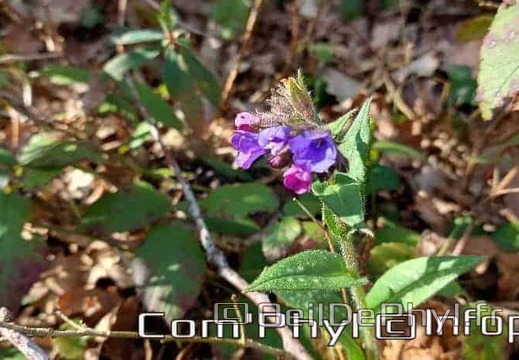 Pdj : 27 février 2022 - Fleurs sauvages