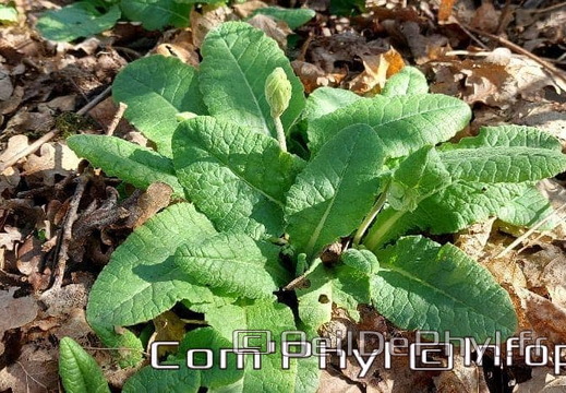 Pdj : 27 février 2022 - Fleurs sauvages