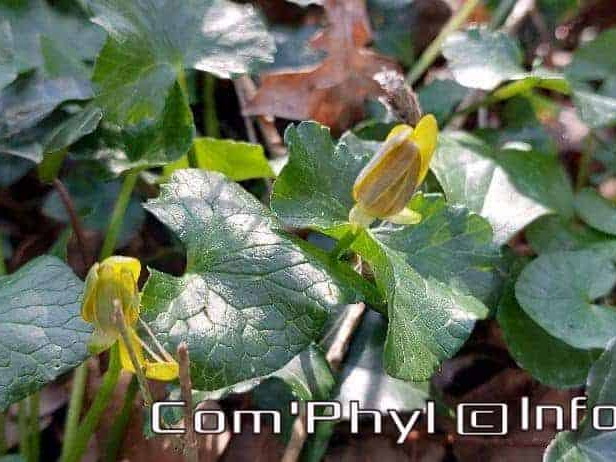 Pdj : 27 février 2022 - Fleurs sauvages