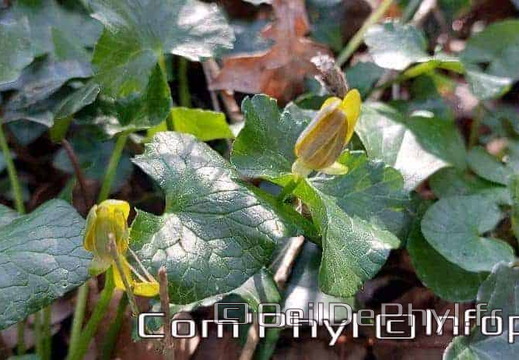 Pdj : 27 février 2022 - Fleurs sauvages