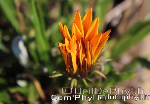 Pdj : 27 mars 2020 - Fleurs de printemps