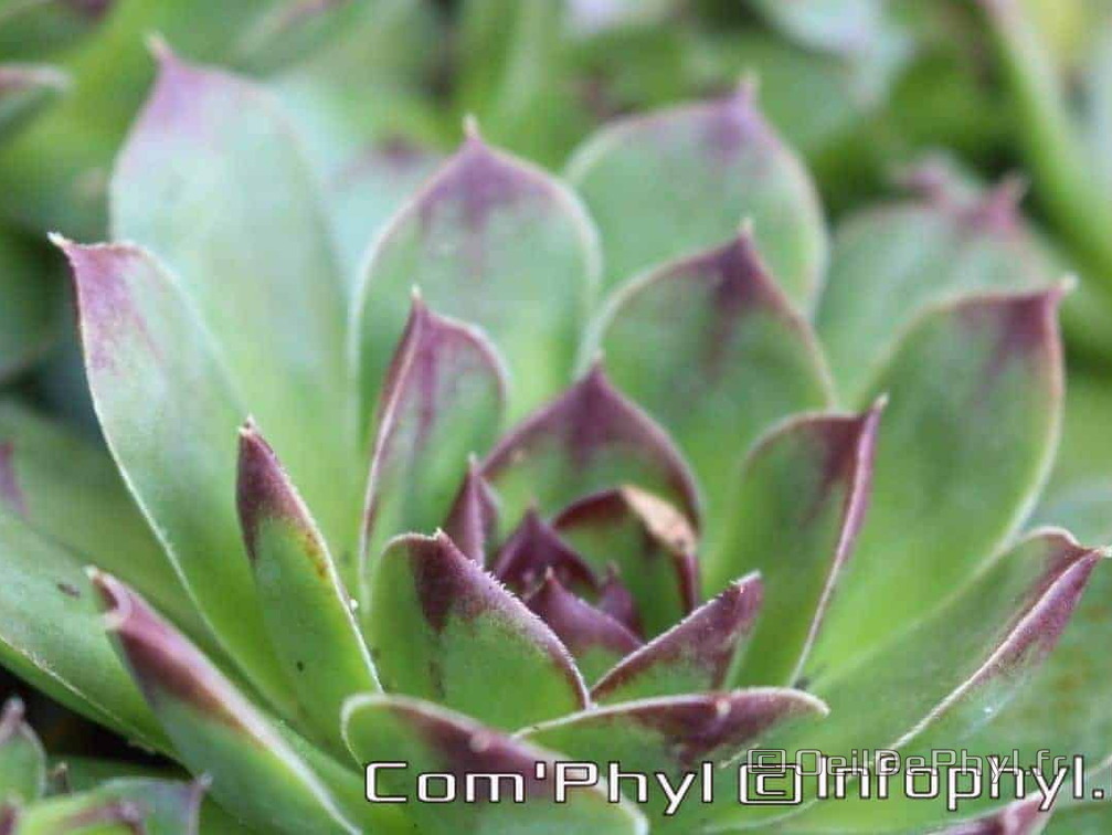 Pdj : 27 mars 2020 - Fleurs de printemps