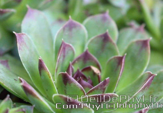 Pdj : 27 mars 2020 - Fleurs de printemps