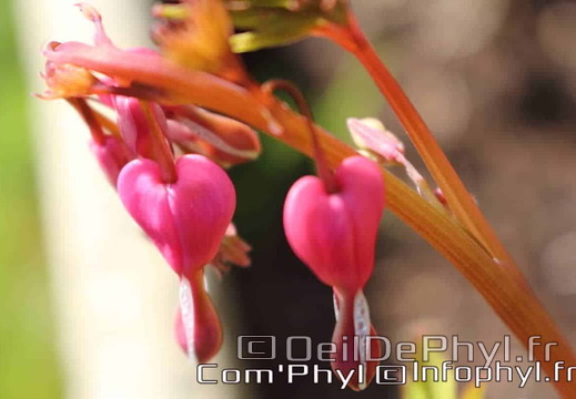 Pdj : 27 mars 2020 - Fleurs de printemps