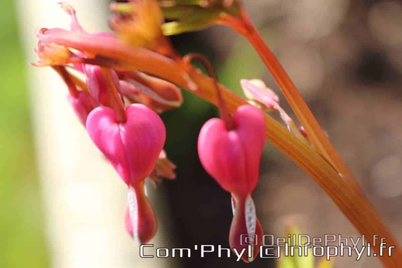 fleur-de-printemps-coeur-de-marie-2 (1).jpg