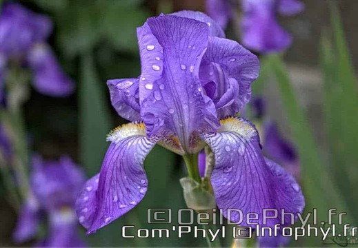 Iris mauve de notre jardin