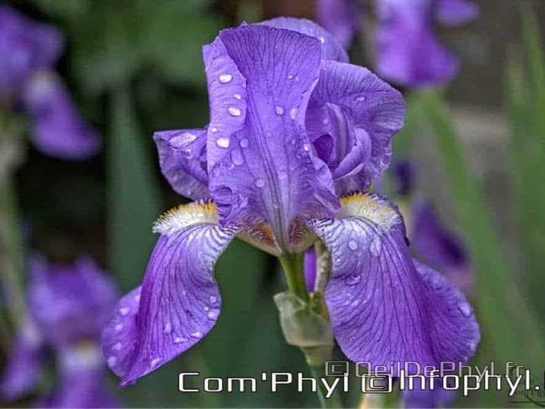 Iris mauve de notre jardin