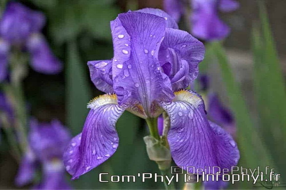 Iris mauve de notre jardin