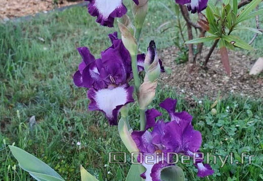 Plante-Iris-mauve