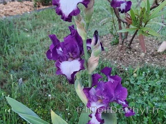 Plante-Iris-mauve