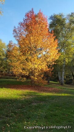 Arbres de l'automne