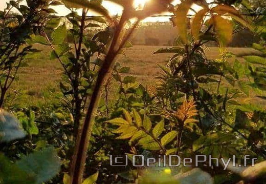 Coucher de Soleil sur feuillage