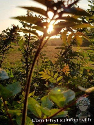 Coucher de Soleil sur feuillage
