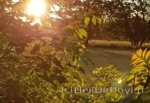 Coucher de Soleil sur feuillage