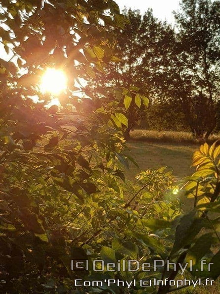 coucher-de-soleil-sur-le-feuillage-1.jpg