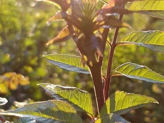 Coucher de Soleil sur feuillage