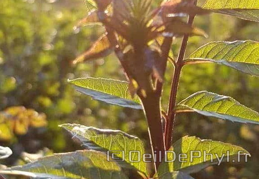 Coucher de Soleil sur feuillage