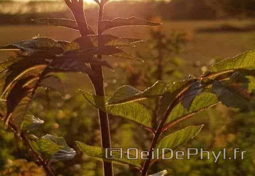Coucher de Soleil sur feuillage