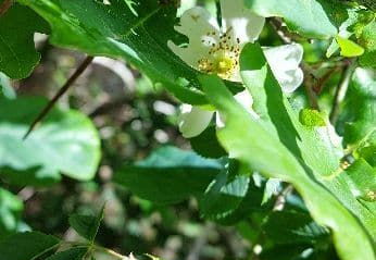 eglantier-des-chiens-1