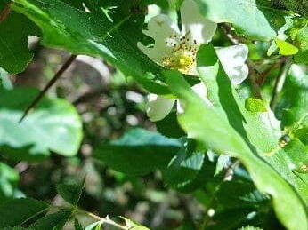 eglantier-des-chiens-1