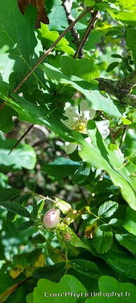 eglantier-des-chiens-1