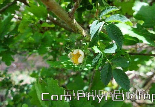 eglantier-des-chiens-ouverture-du-bouton