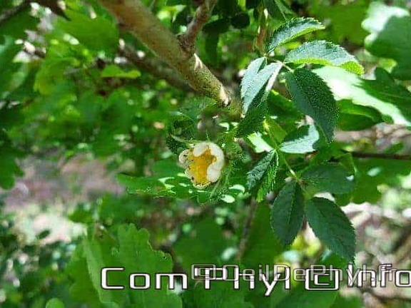 eglantier-des-chiens-ouverture-du-bouton