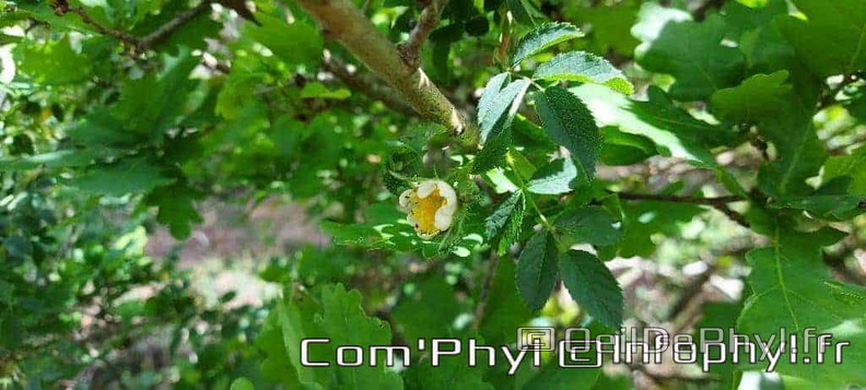 eglantier-des-chiens-ouverture-du-bouton.jpg
