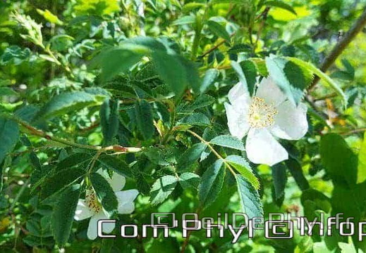 eglantier-des-chiens-3