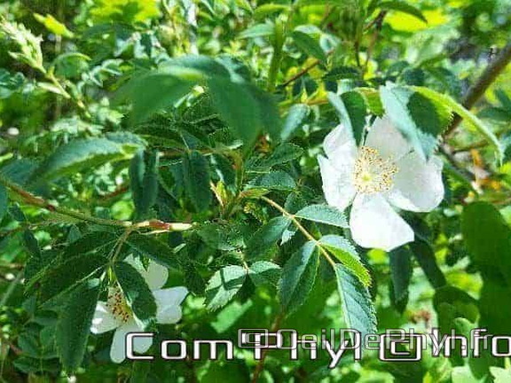 eglantier-des-chiens-3