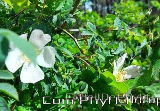 eglantier-des-chiens-2