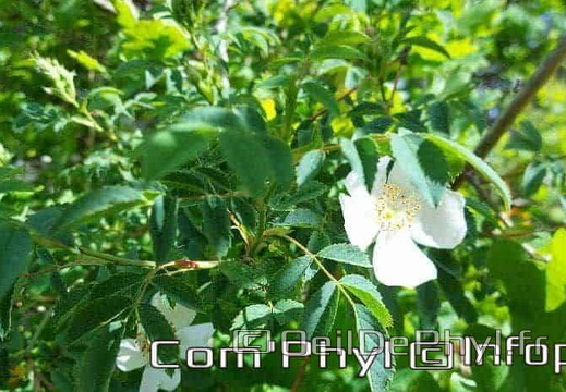 eglantier-des-chiens-4