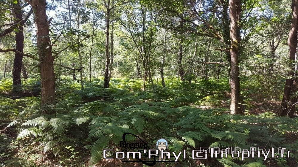 Sous bois dans la foret de Soucelles