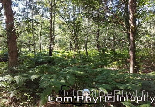 Sous bois dans la foret de Soucelles