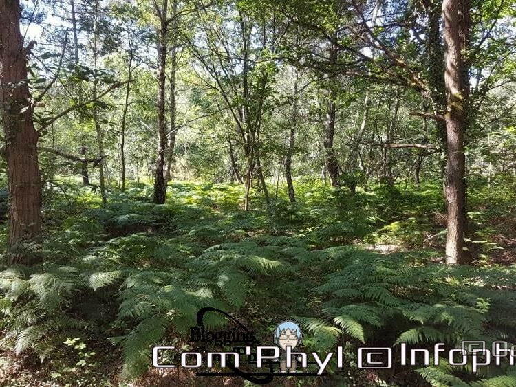 Sous bois dans la foret de Soucelles