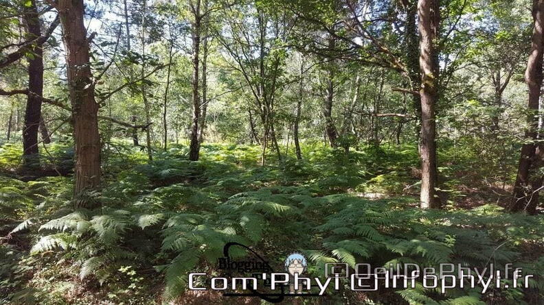 Sous-Bois-Soucelles-.jpg