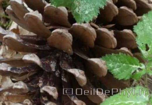 Sous bois dans la foret de Soucelles
