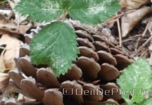 Sous bois dans la foret de Soucelles