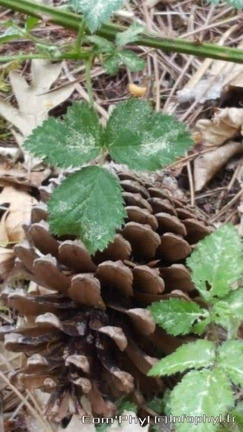 Sous bois dans la foret de Soucelles