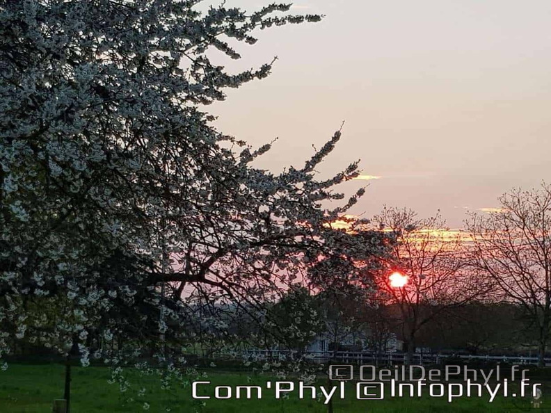 coucher-de-soleil-et-cerisier-en-fleurs.jpg