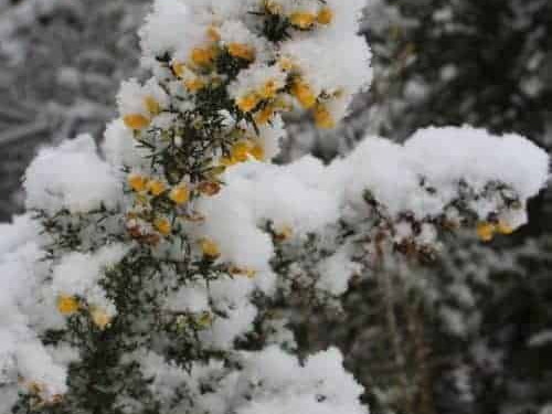 Pdj : 07 février 2018 - Neige