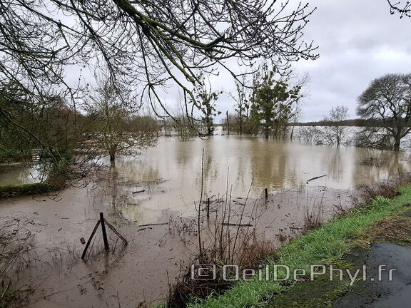 Le Loir - Rives du Loir en Anjou - Février 2026