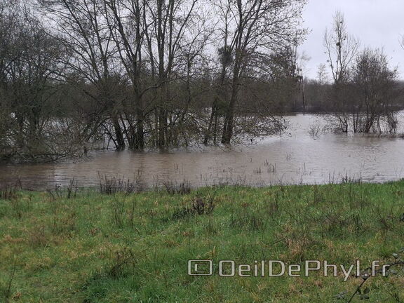 Le Loir - Rives du Loir en Anjou - Février 2026