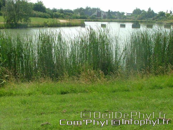 Château à motte - Saint Sylvain d'Anjou