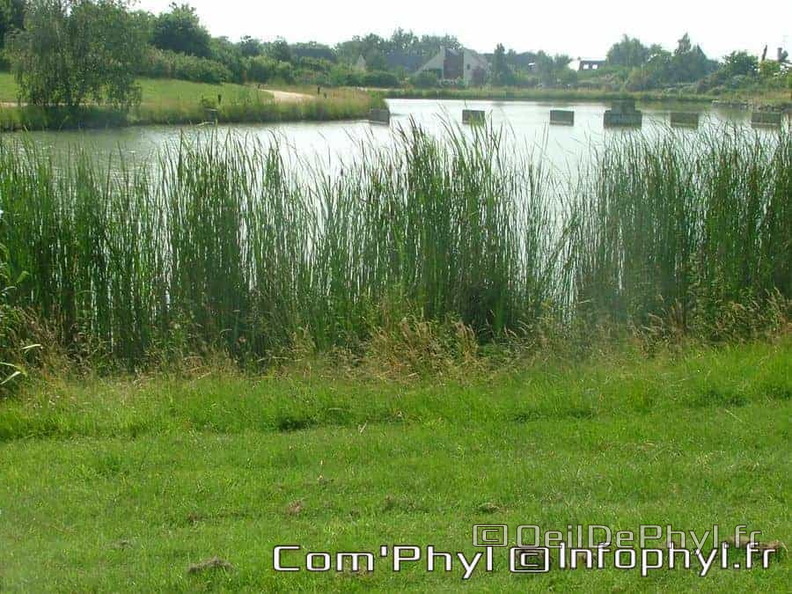 Château à motte - Saint Sylvain d'Anjou