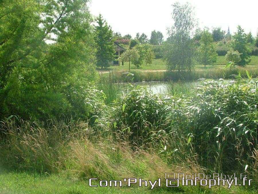 Château à motte - Saint Sylvain d'Anjou