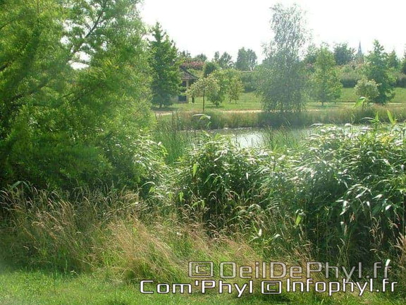 Château à motte - Saint Sylvain d'Anjou