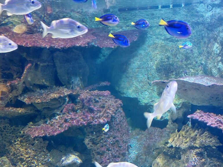 Aquarium du Croisic