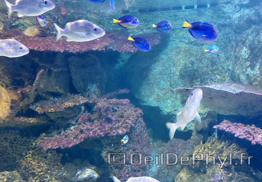 Aquarium du Croisic